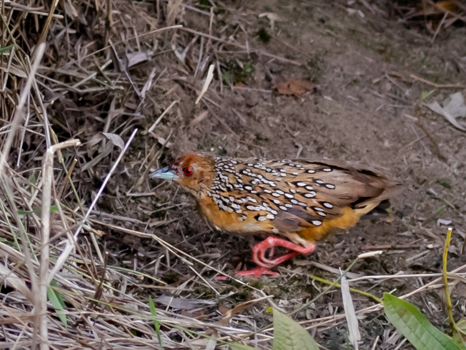 image Ocellated Crake